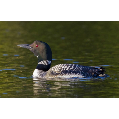 Canada, Quebec, Eastman Common loon swimming